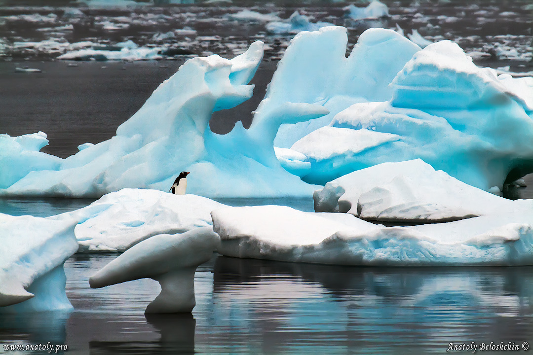Antarctica, Anatoly Beloshchin, Анатолий Белощин, Антарктида