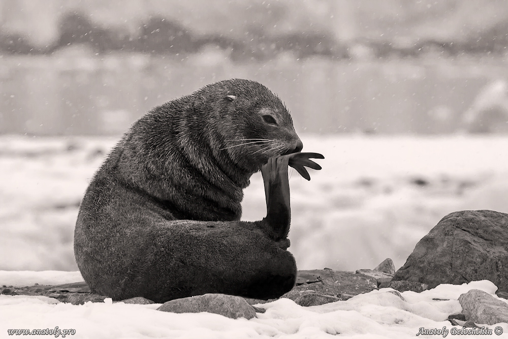 Antarctica, Anatoly Beloshchin, Анатолий Белощин, Антарктида