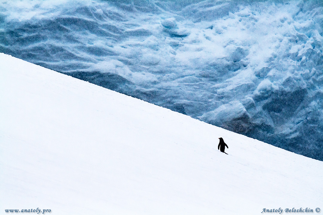 Antarctica, Anatoly Beloshchin, Анатолий Белощин, Антарктида