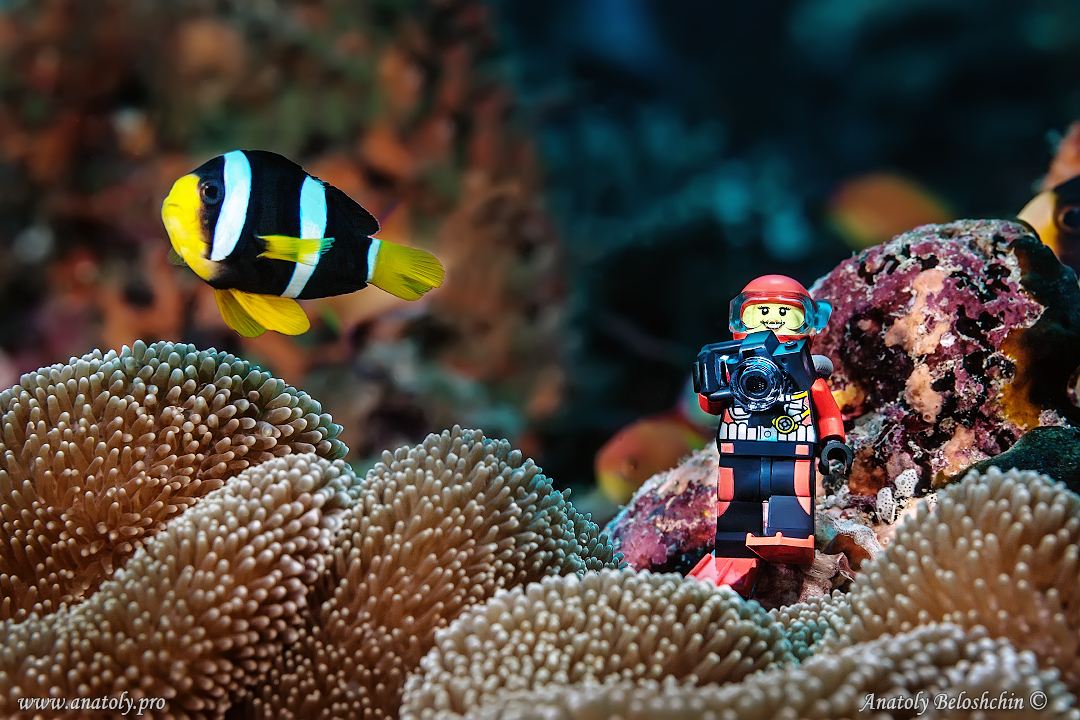 Lego photographer and clown fish