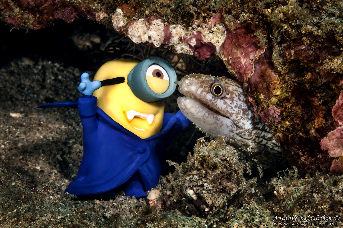 Minion and moray. Bali