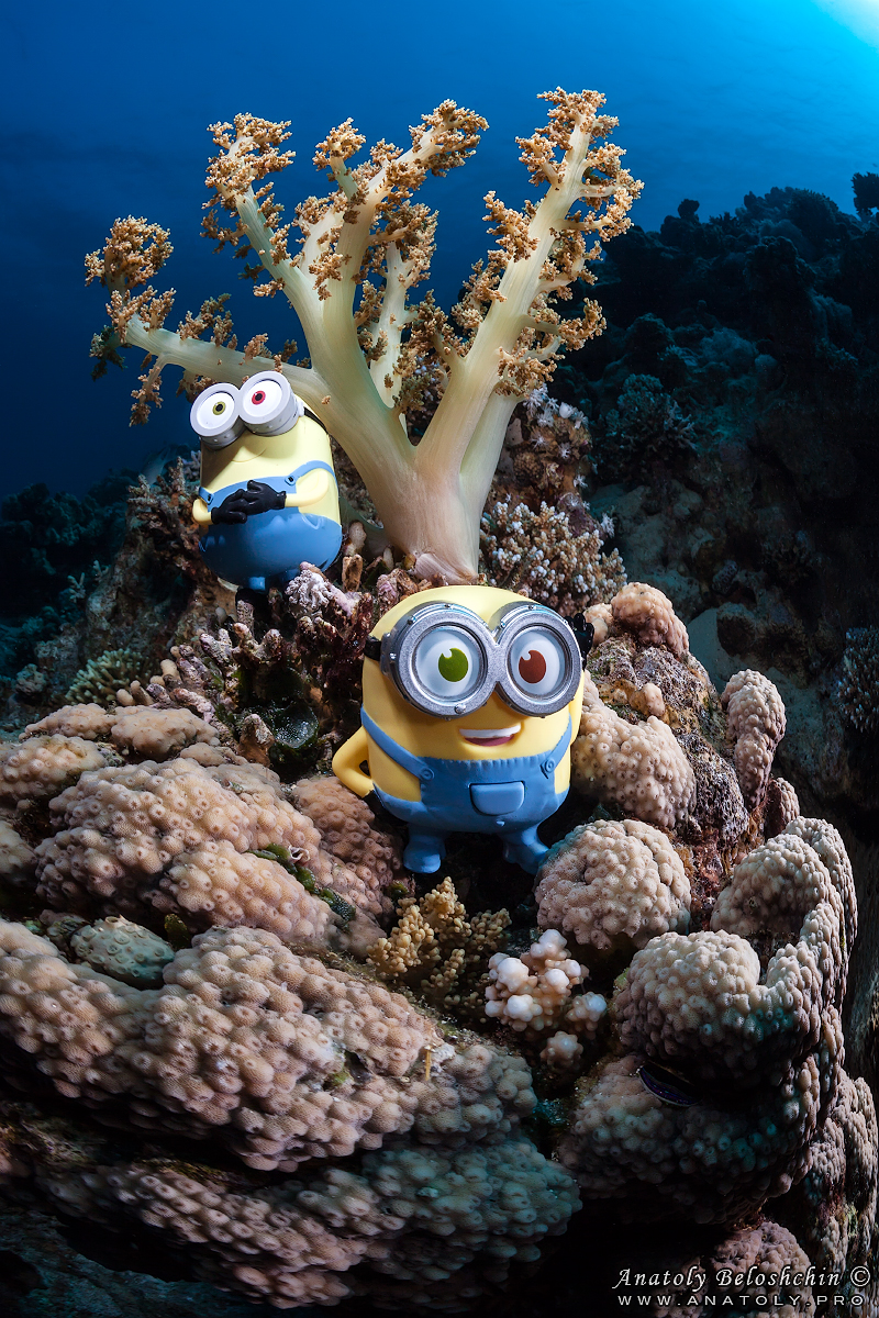 Minions, Jordan