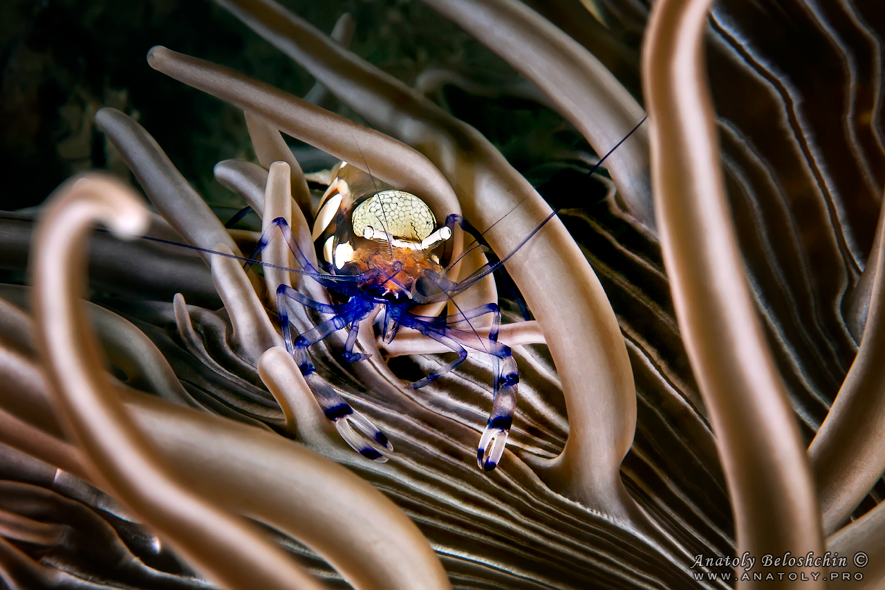 Macro, Philippines