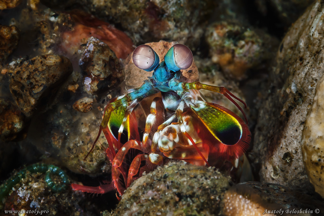 Macro, Philippines