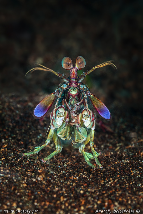 Macro, Philippines