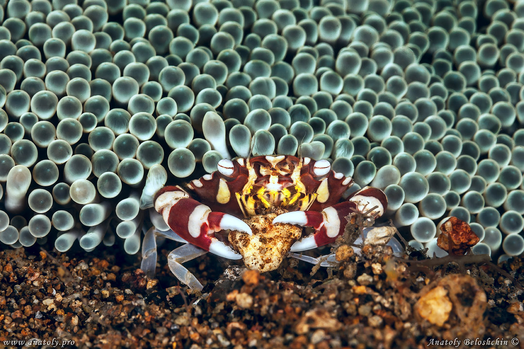 Macro, Philippines