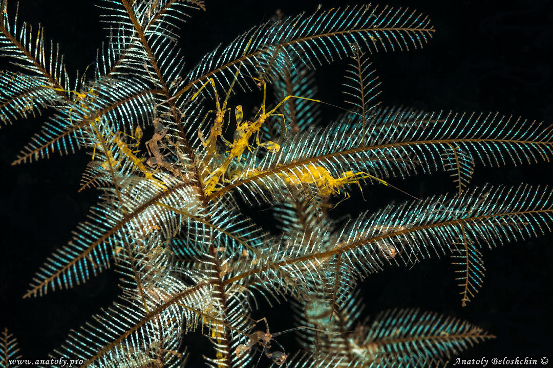 Macro, Philippines