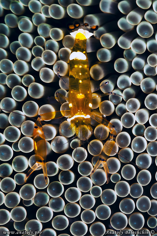Macro, Philippines