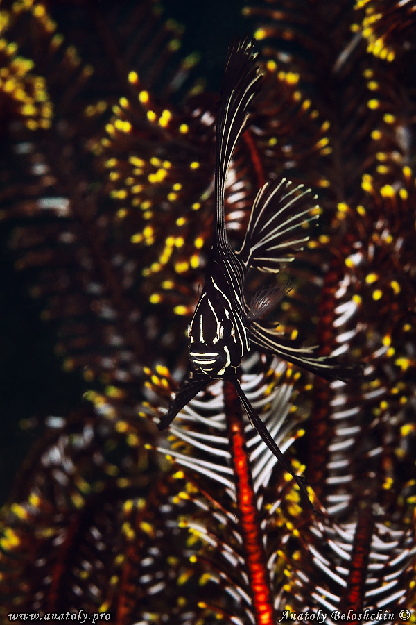 Macro, Philippines