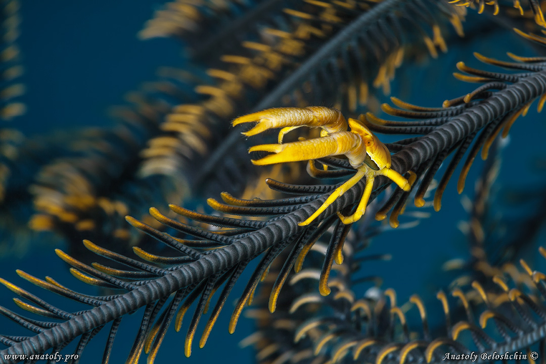 Macro, Philippines
