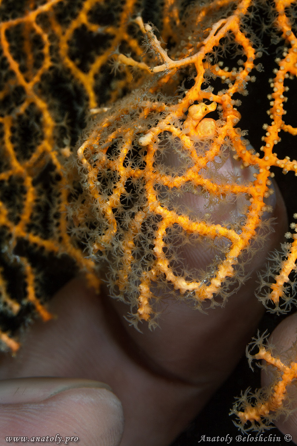 Macro, Philippines