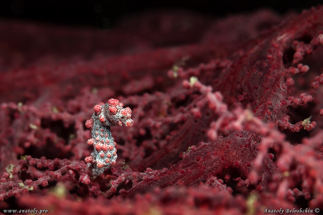 Macro, Philippines