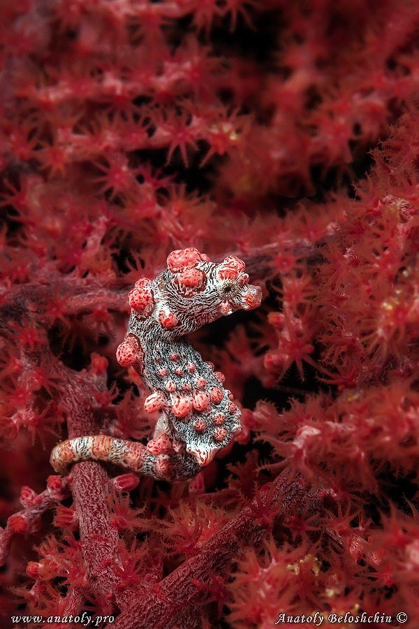 Macro, Philippines
