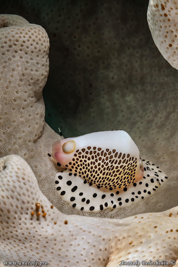 Macro, Philippines
