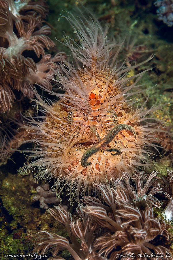 Macro, Philippines