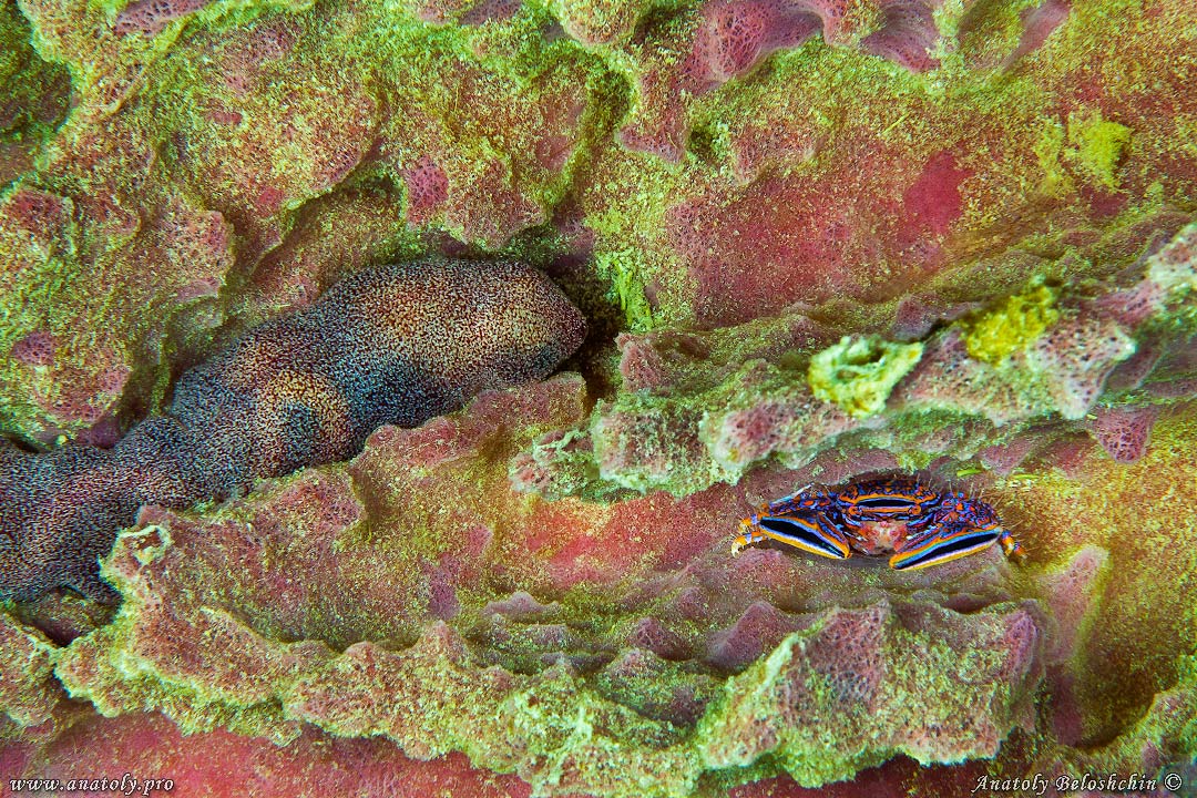 Macro, Philippines