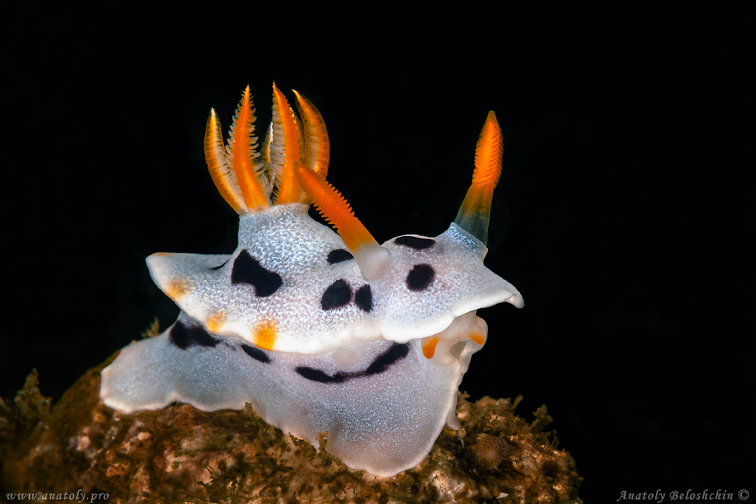 Macro, Philippines