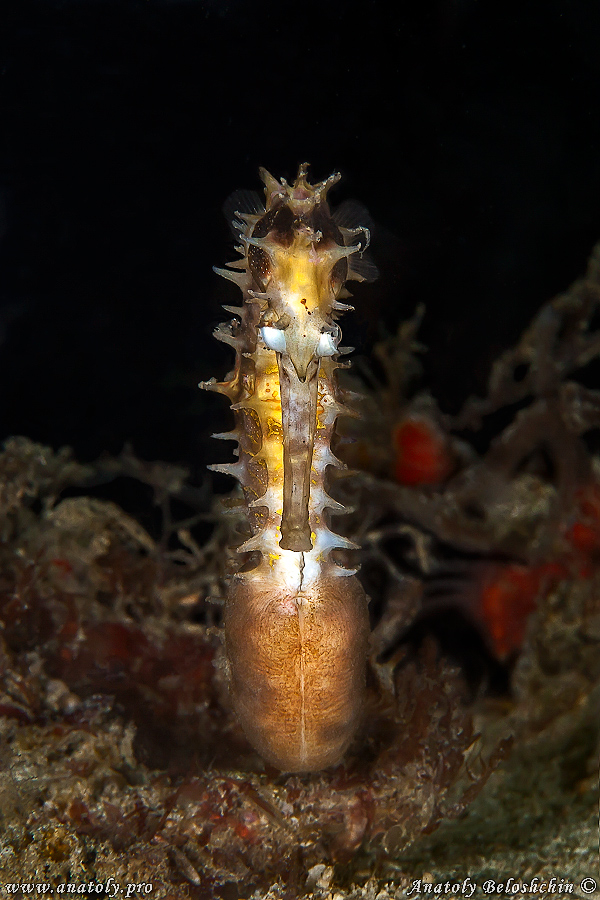 Macro, Philippines