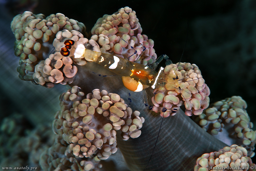 Macro, Philippines