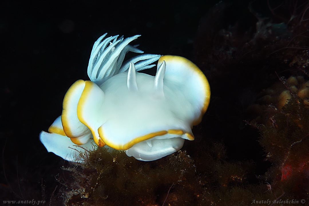 Macro, Philippines