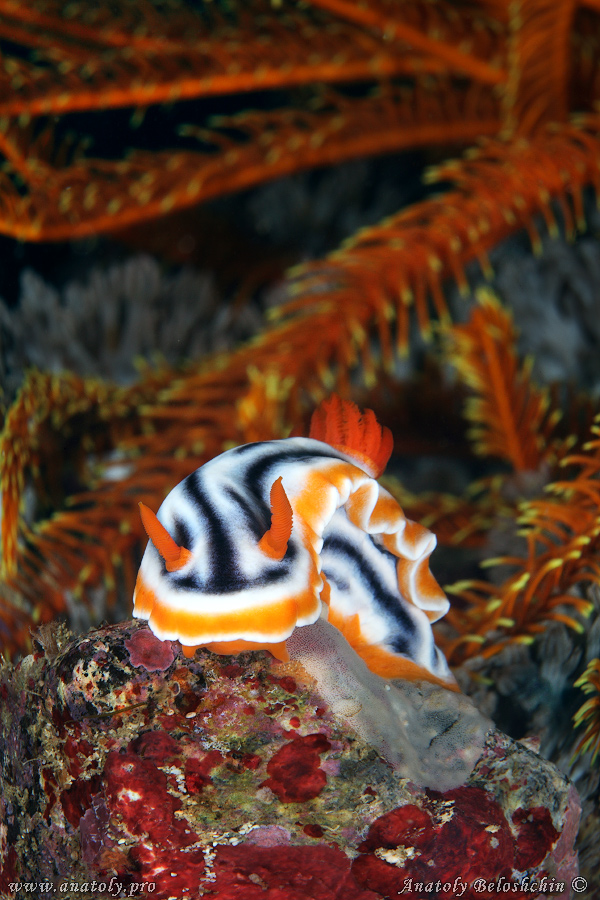 Macro, Philippines