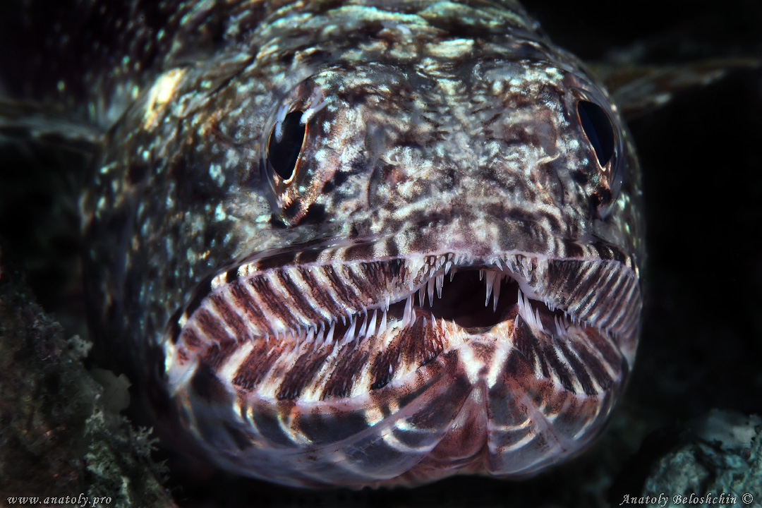 Macro, Maldives