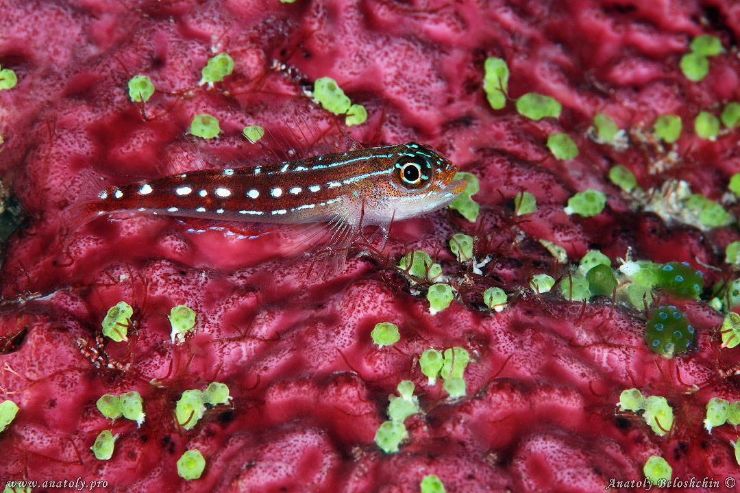 Macro, Maldives