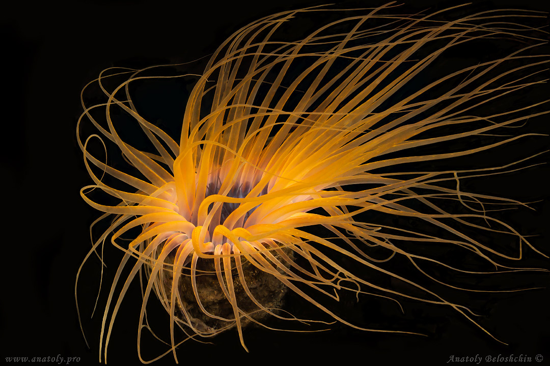 Macro, Philippines