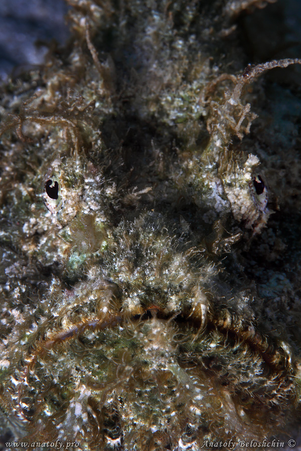 Stone fish, Macro, Philippines