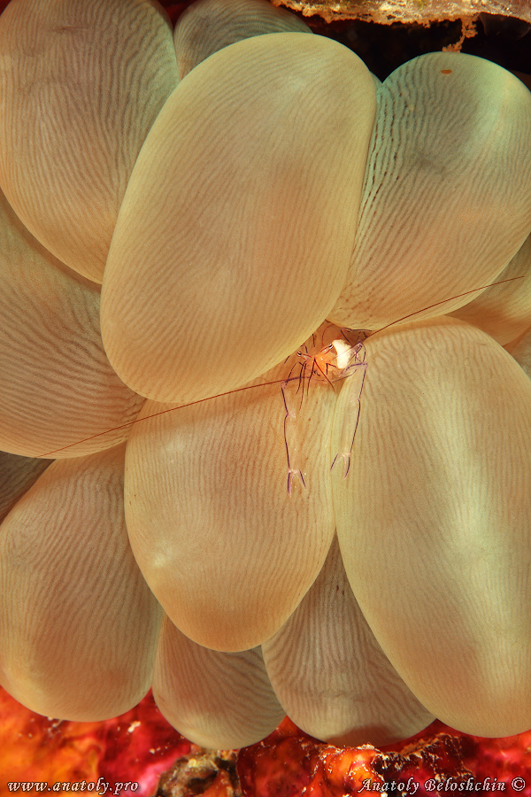 Macro, Philippines