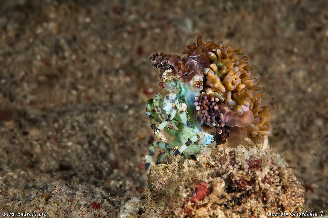 Macro, Philippines