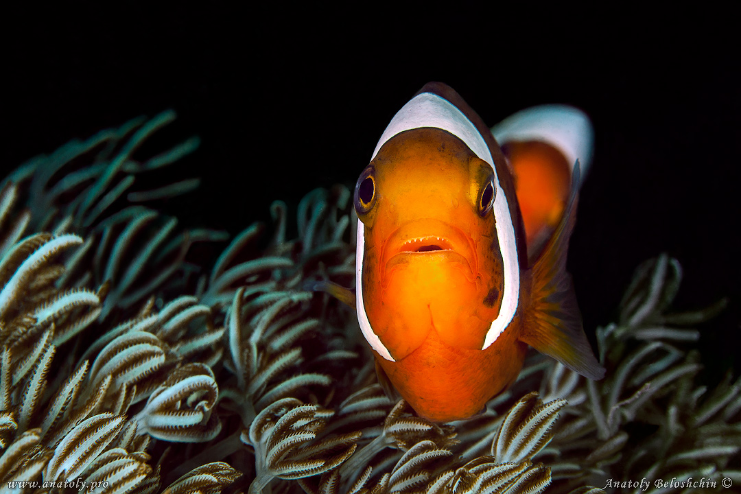 Macro, Philippines