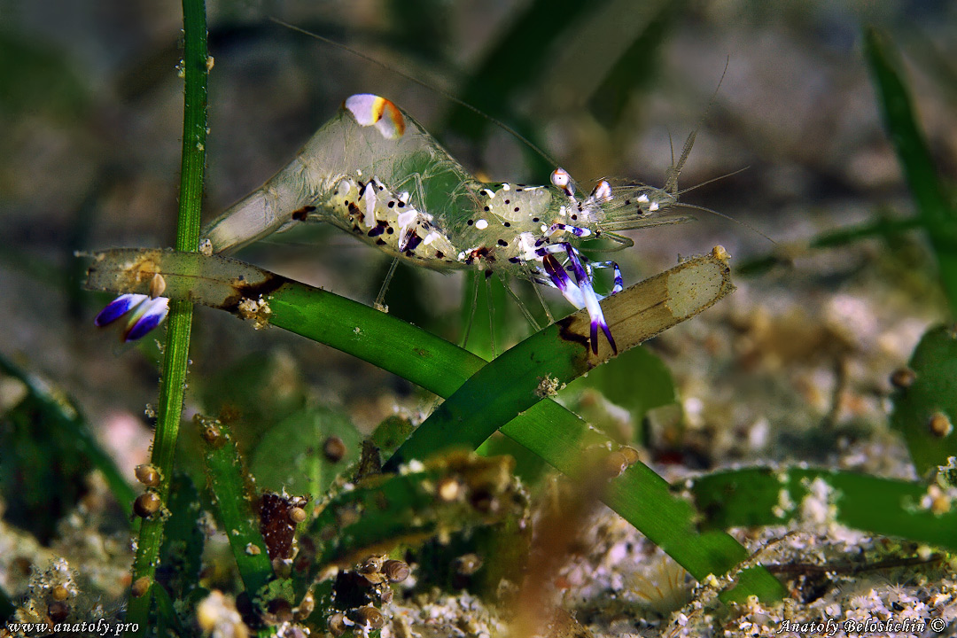 Macro, Philippines