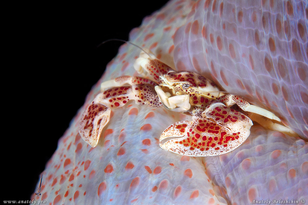 Macro, Philippines