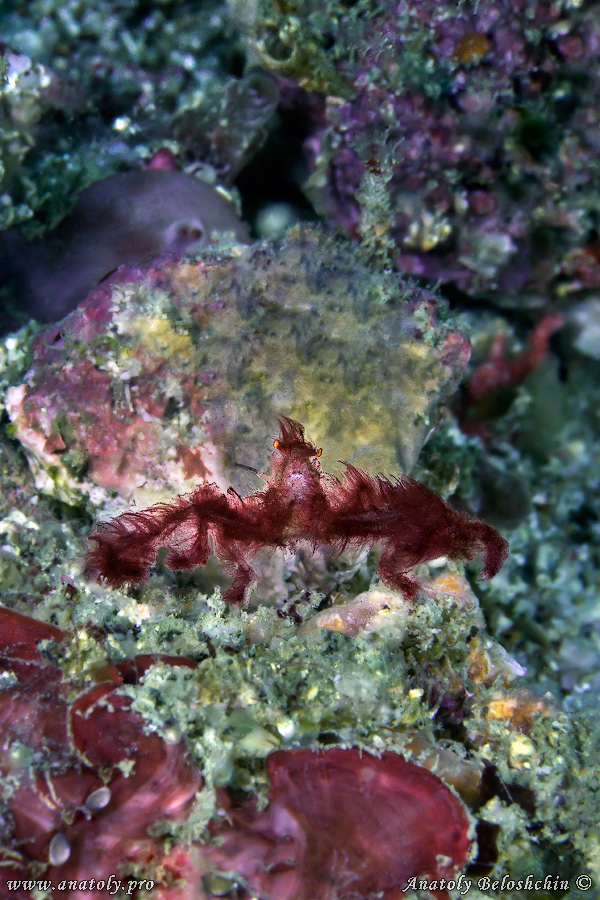Macro, Philippines