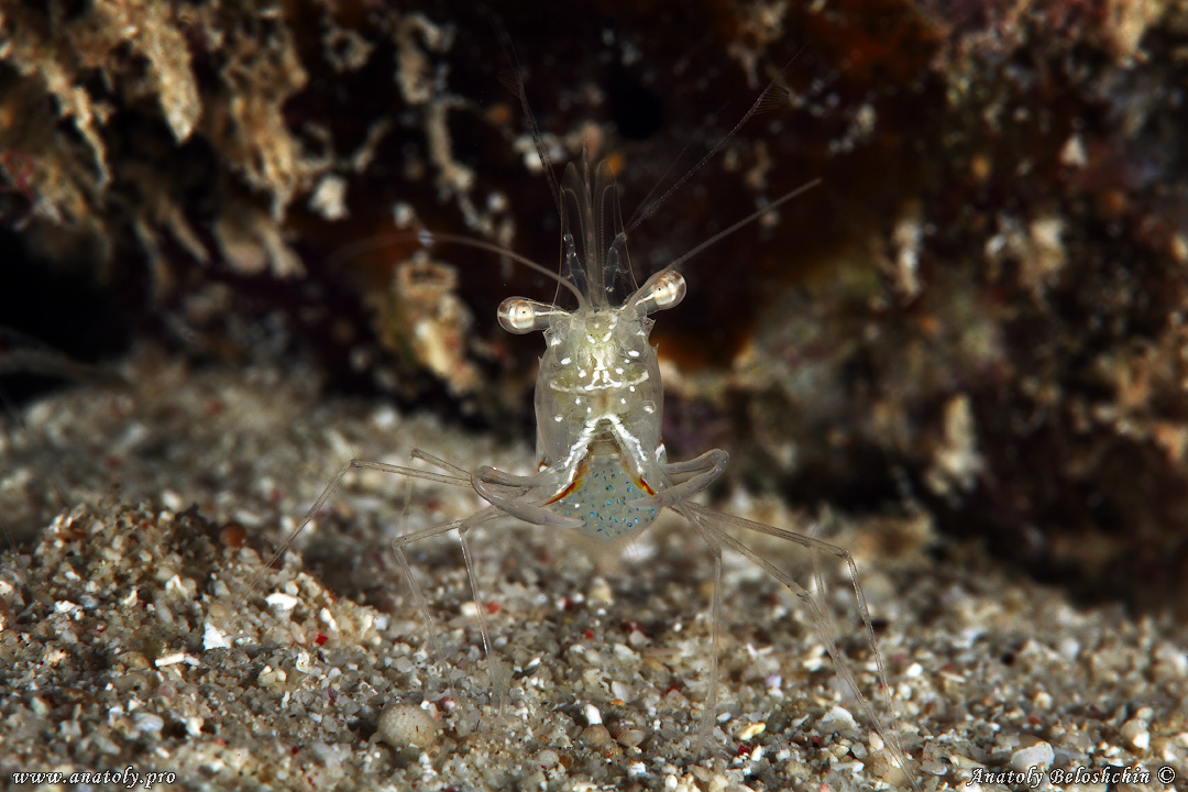 Macro, Philippines