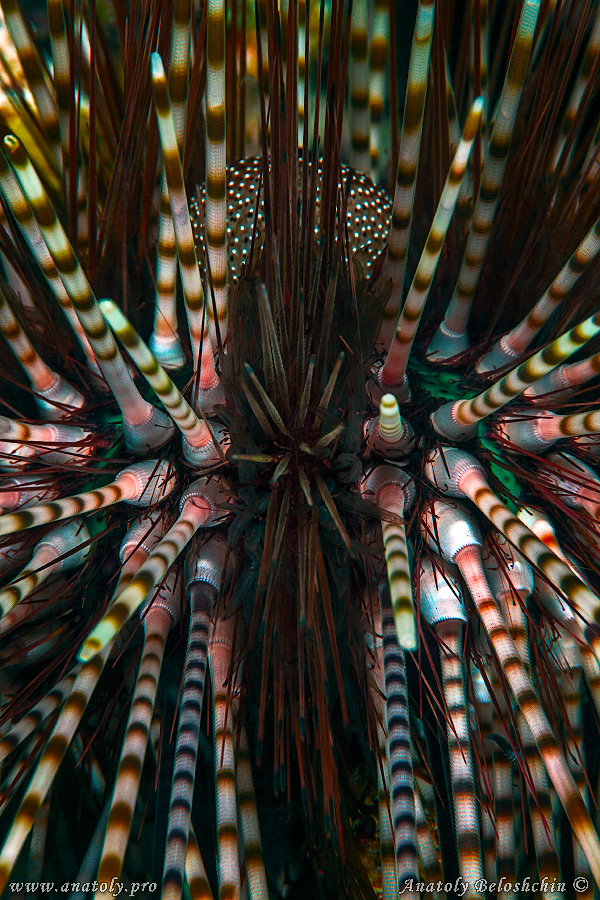 Macro, Philippines