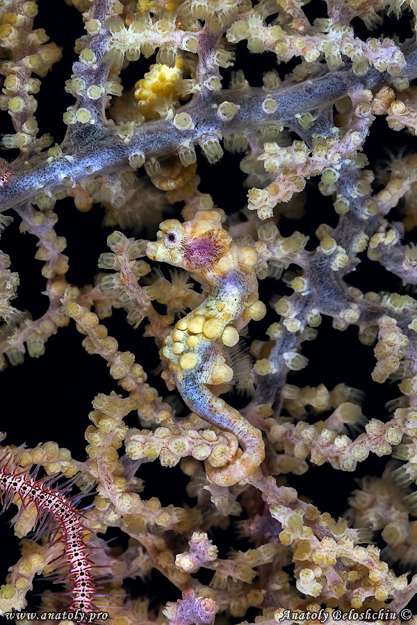 Macro, Philippines