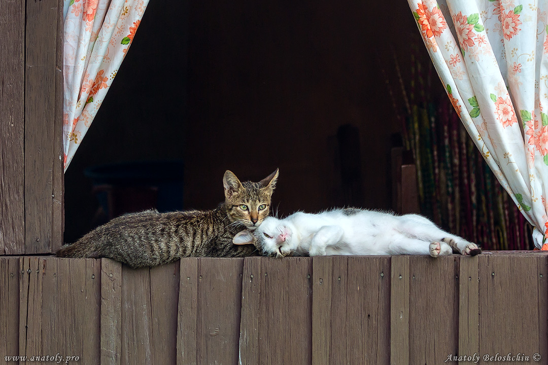 ANIMALS