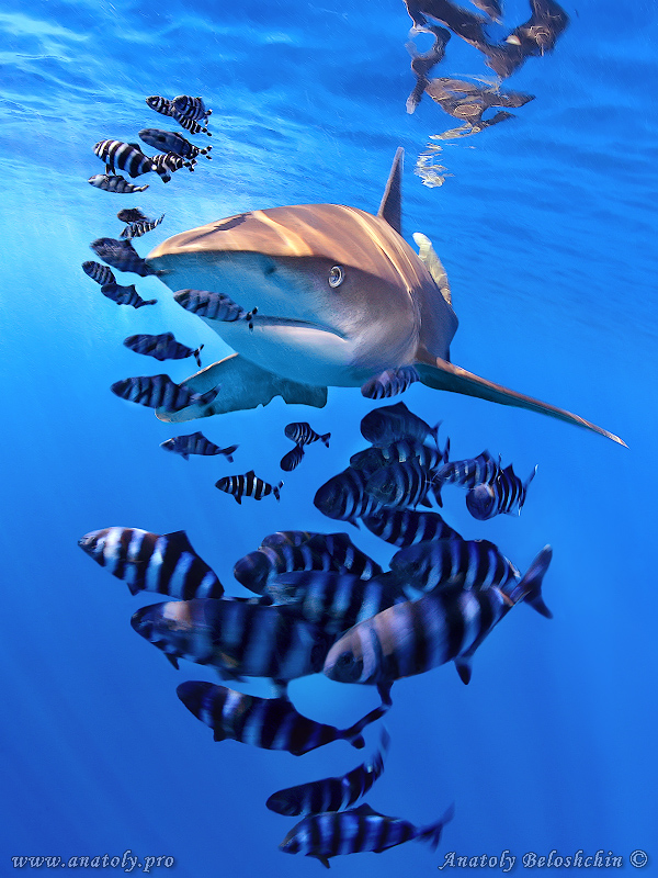ANIMALS