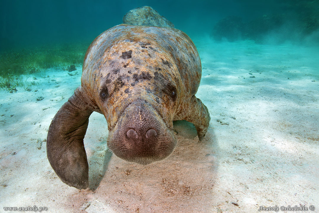 Manatee, Belize, Beloshchin, Белощин
