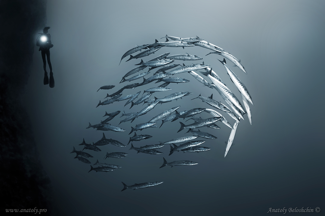 Barracuda, Red Sea