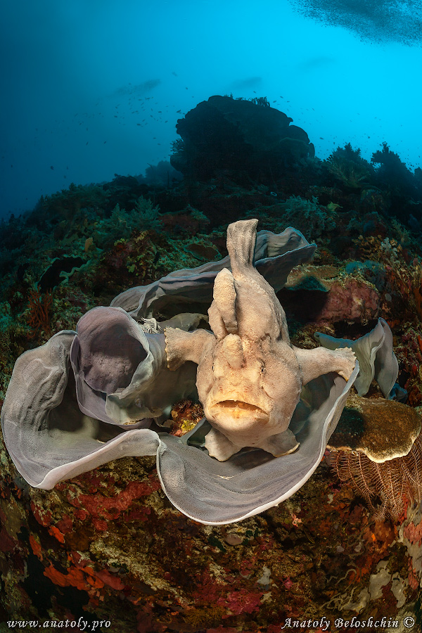 Frog fish, Philippines 