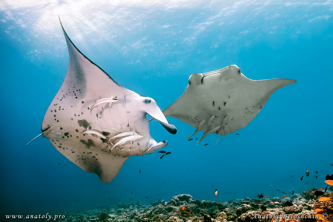 Manta, Maldives, Anatoly Beloshchin