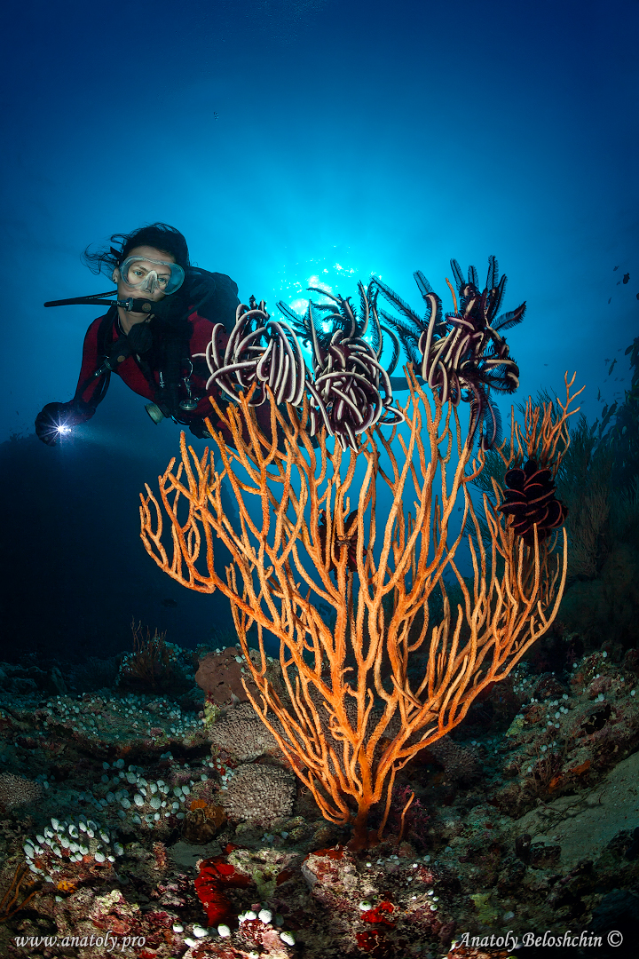 Maldives, Anatoly Beloshchin