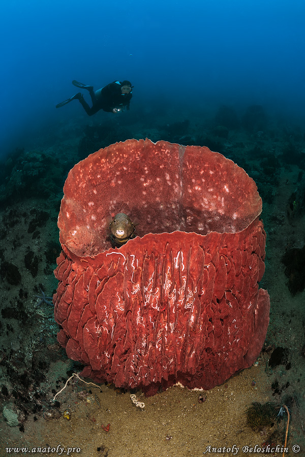 Philippines, Beloshchin, Белощин
