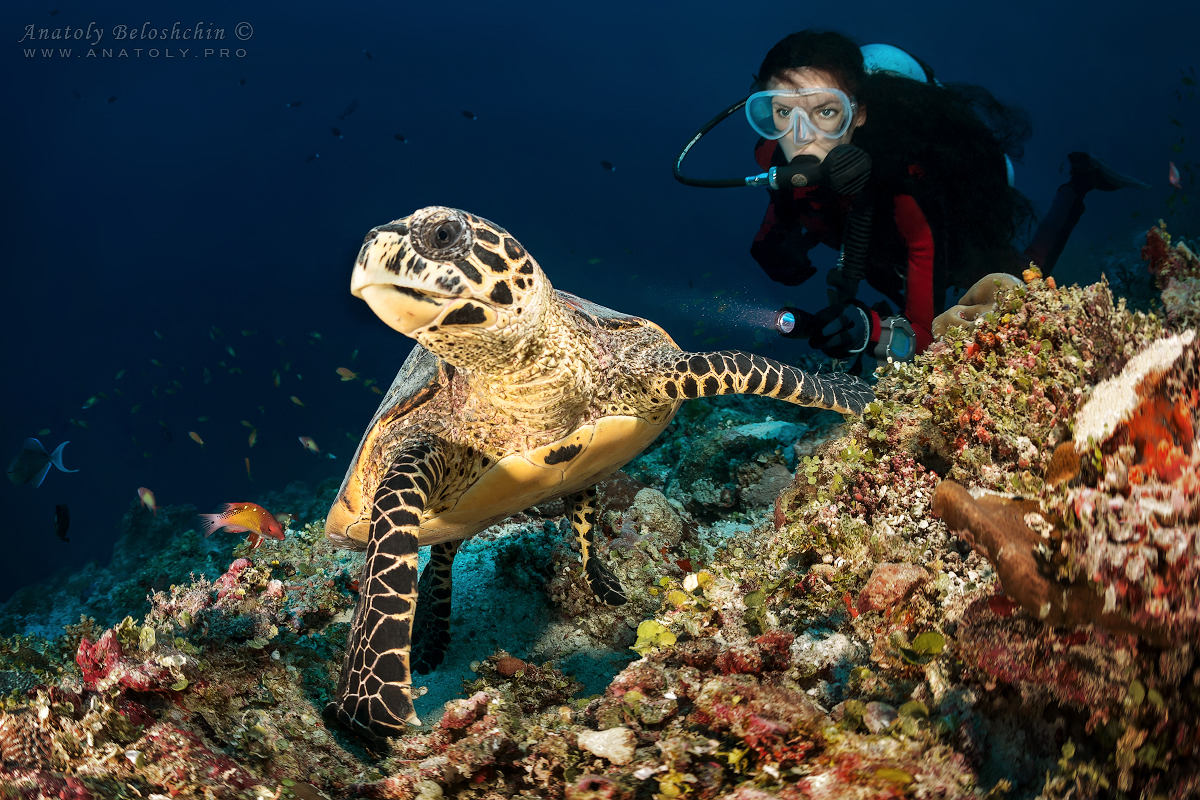 Maldives, Мальдивы, Beloshchin, БелощинMaldives, Мальдивы, Beloshchin, Белощин