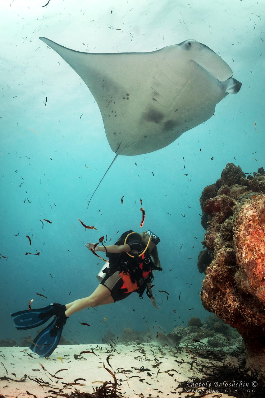 Manta