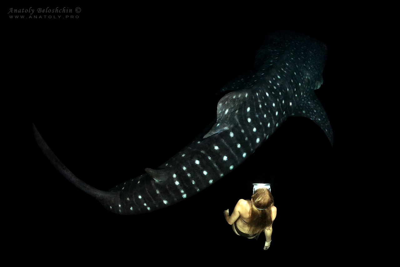Whale shark 