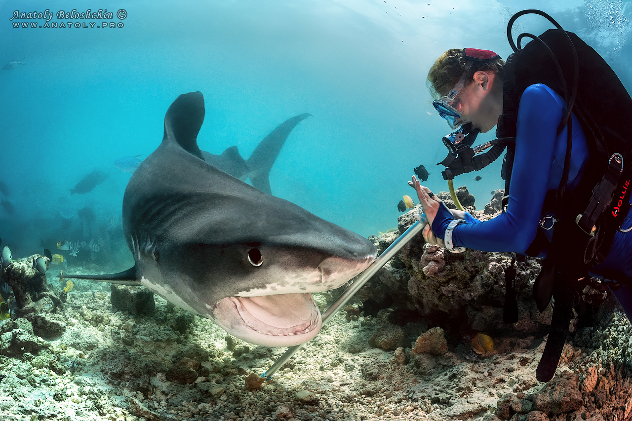 Tiger Shark
